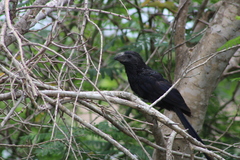 Crotophaga sulcirostris