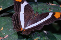 Adelpha fessonia