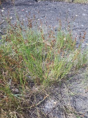 Juncus compressus