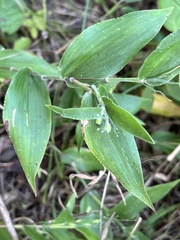 Dichanthelium latifolium
