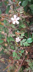 Geranium robertianum