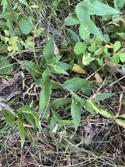 Dichanthelium latifolium