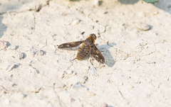 Poecilanthrax arethusa