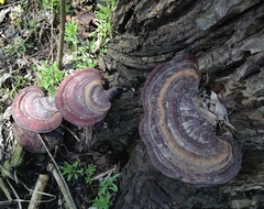 Microporus affinis
