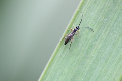 Ichneumonidae