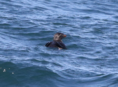 Cerorhinca monocerata