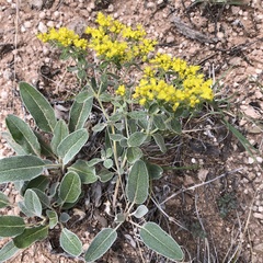 Eriogonum correllii