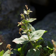 Penstemon ellipticus