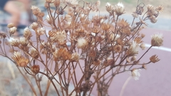 Achillea millefolium