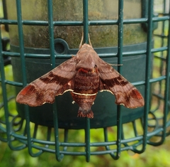 Amphion floridensis