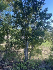 Diospyros texana