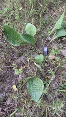 Plantago maxima