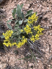 Eriogonum correllii