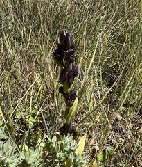 Gentianella amarella