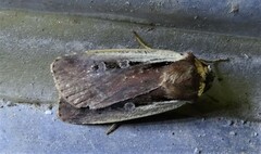 Ochropleura implecta