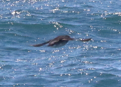 Ptychoramphus aleuticus