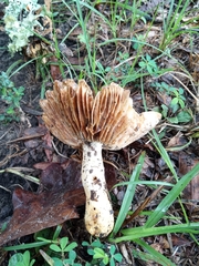 Lentinus arcularius