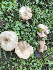 Pluteus cervinus