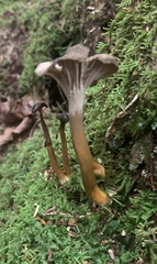 Craterellus