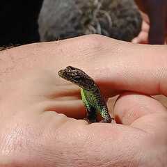 Platysaurus minor