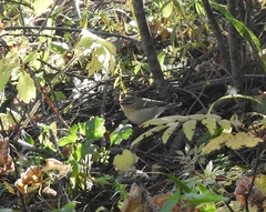 Phylloscopus humei