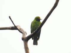 Chloropsis aurifrons