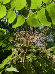 Aralia