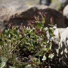 Penstemon ellipticus