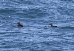 Cerorhinca monocerata