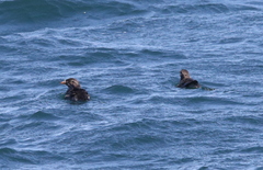 Cerorhinca monocerata