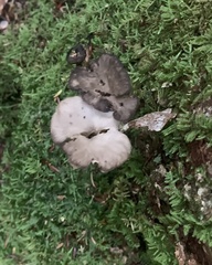 Craterellus