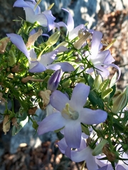Campanula pyramidalis