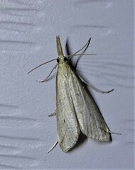 Donacaula melinellus