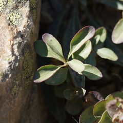 Penstemon ellipticus