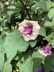 Datura metel
