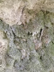 Eucladium verticillatum