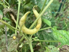 Epilachna varivestis