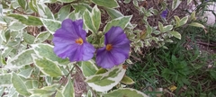 Lycianthes rantonnetii