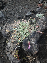 Dianthus repens