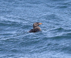 Cerorhinca monocerata