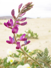 Astragalus lentiginosus borreganus
