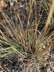 Distichlis spicata