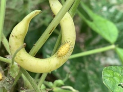 Epilachna varivestis