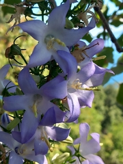 Campanula pyramidalis