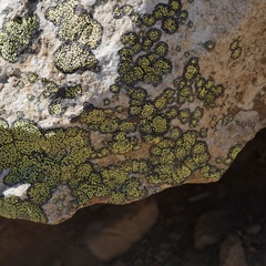 Rhizocarpon