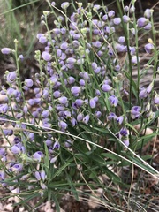 Hebecarpa barbeyana