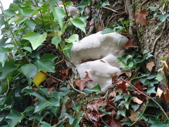 Ganoderma resinaceum