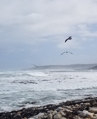 Larus dominicanus vetula