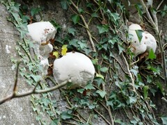 Ganoderma resinaceum