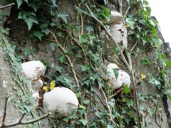 Ganoderma resinaceum